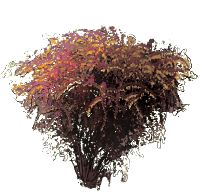 Berberys Thunberga "Atropurpurea Nana"