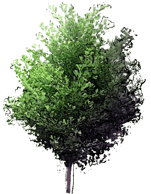 Maidenhair Tree 'Saratoga'