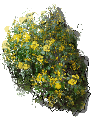 Mahonia pospolita