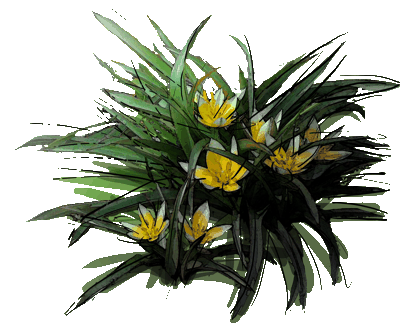 Tulipan późny